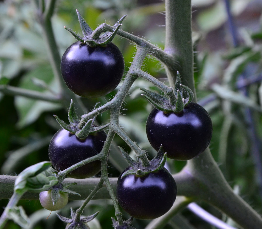 Black Tomatoes Fruits Pictures