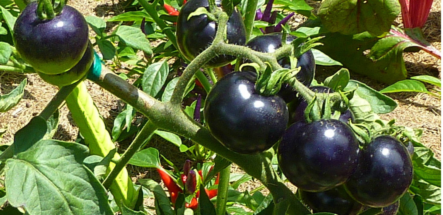Black Tomatoes Wallpaper
