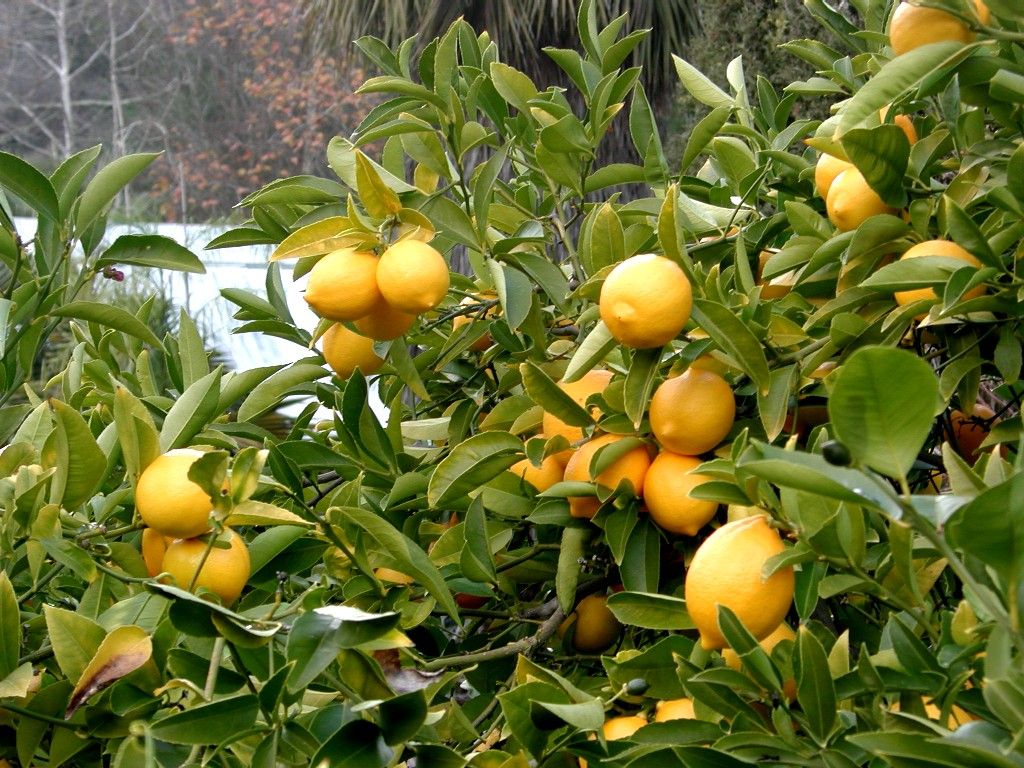 Indian Lemon Tree Pictures