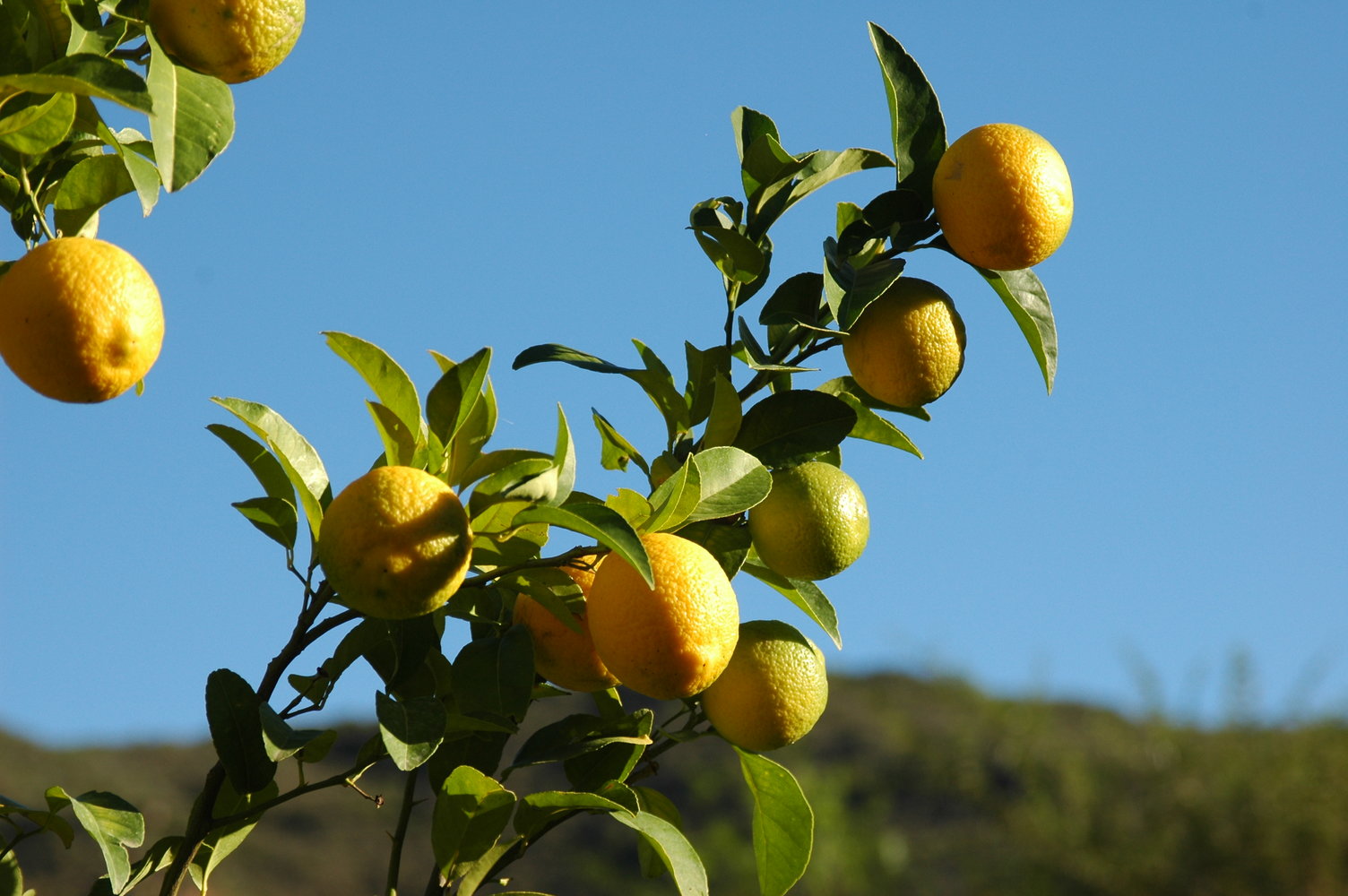 Lemon Tree Fruit Pictures