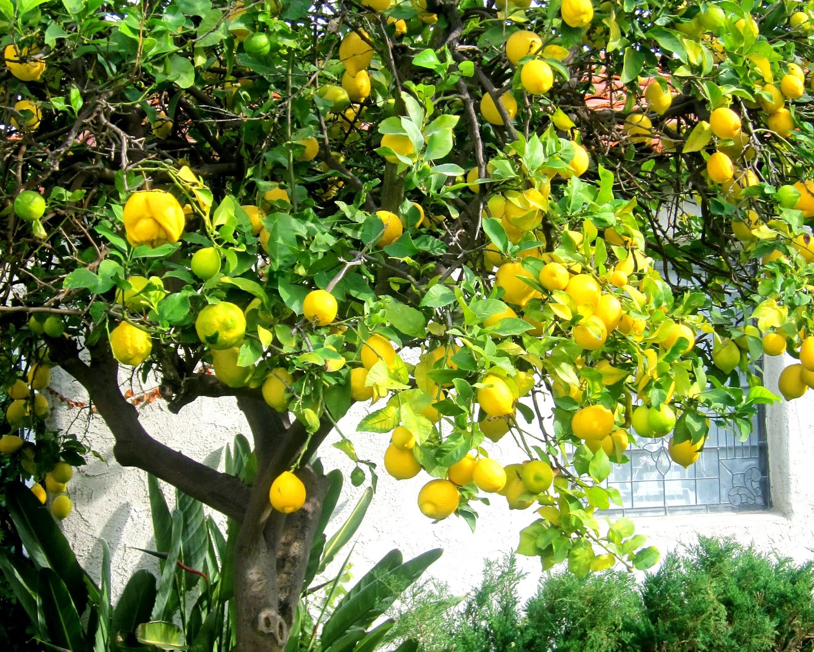 Lemon Tree Images