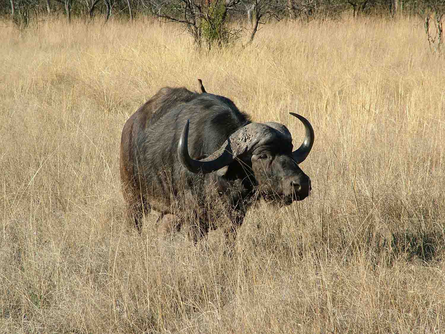 African Buffalo Photos