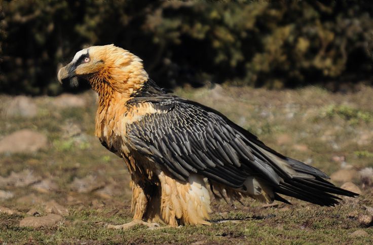 Bearded Vulture Bird Pictures