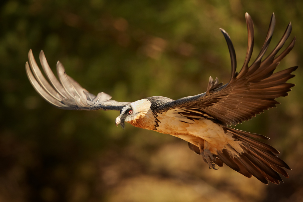 Bearded Vulture Flying Bird Photos
