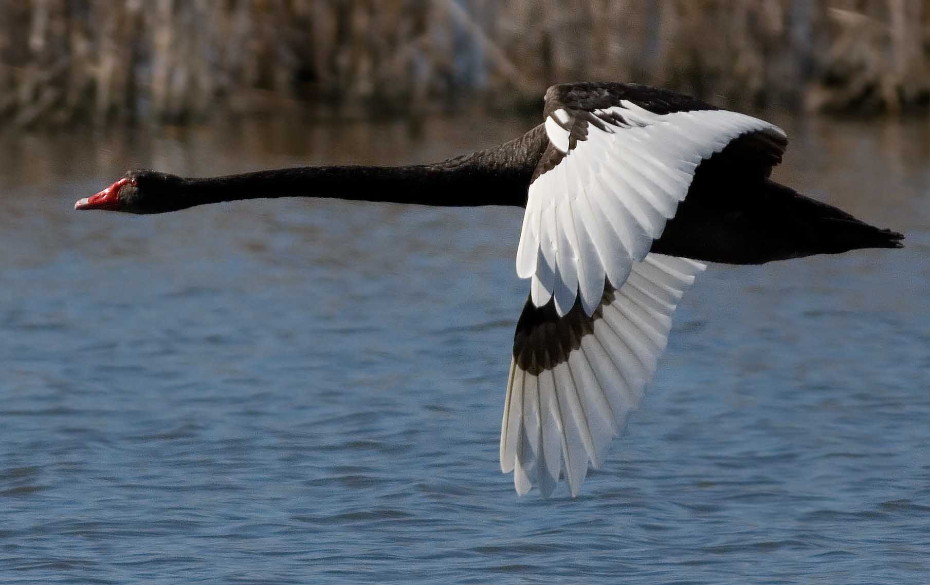 Black Swan Flying Pictures