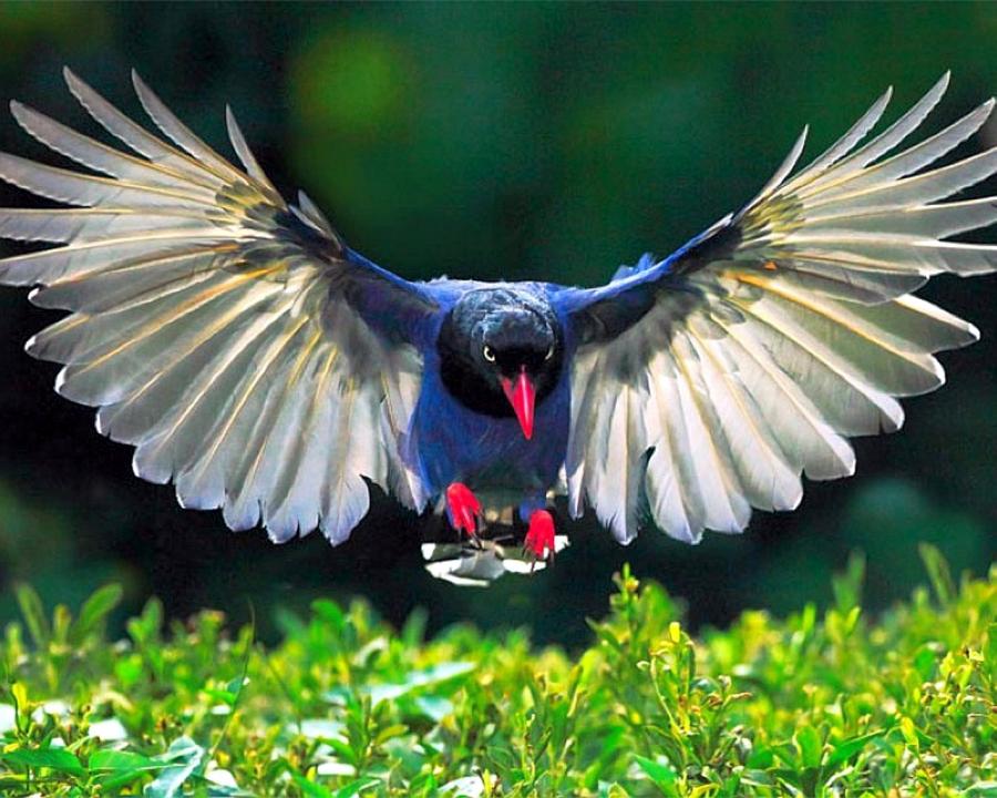 Blue Magpie Bird Flying Pictures