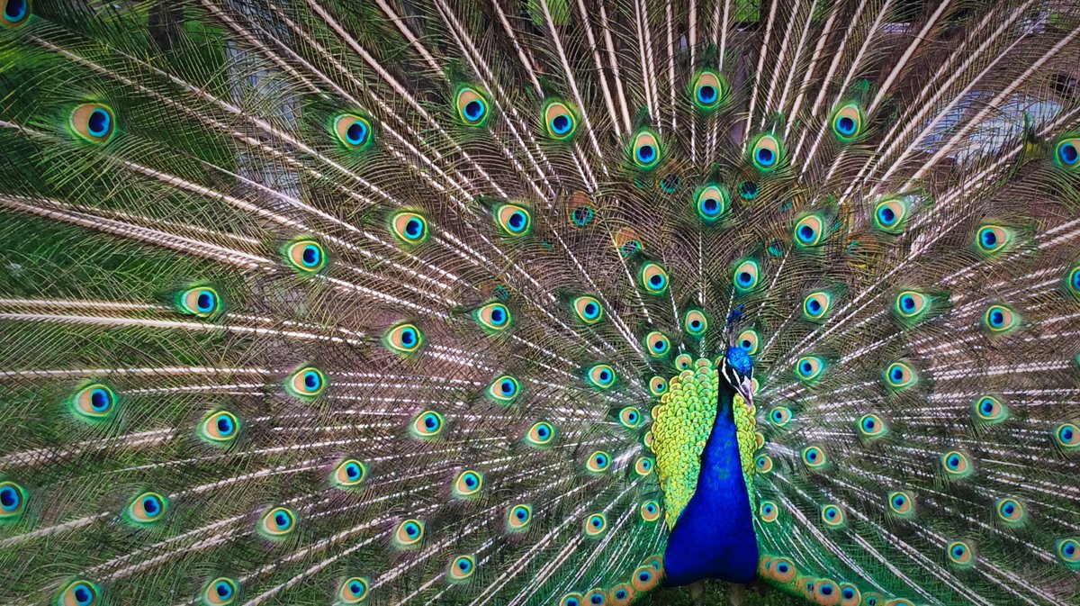 Coolest Piebald Peacock Bird Wallpaper