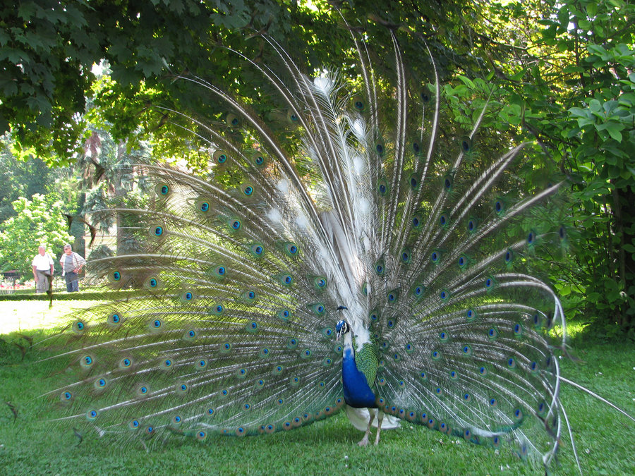 Coolest Piebald Peacock Birds