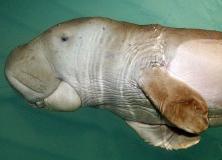 dugong animals pictures