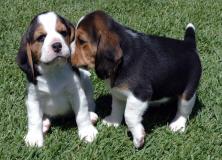 beagle dog pictures