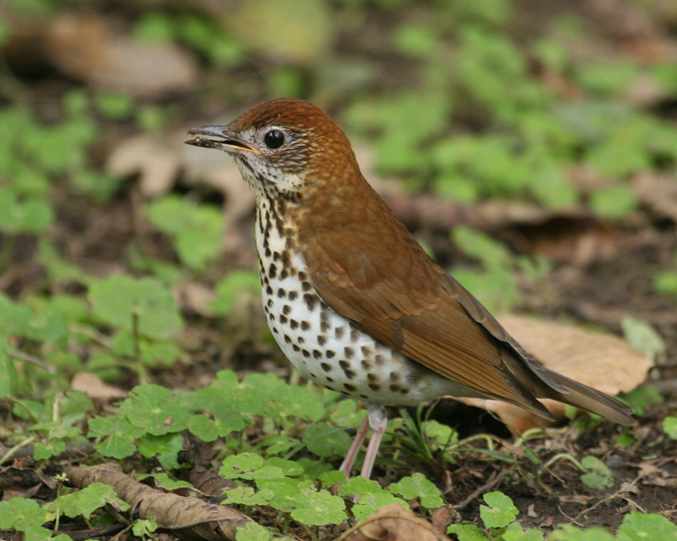Wood Thrush Gray Color Bird Pictures