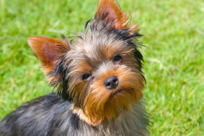 Yorkshire Terrier Pictures