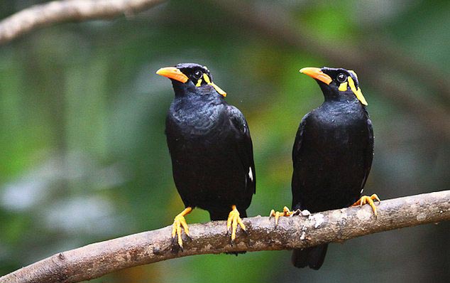 Bastar Hill Myna Family Pictures