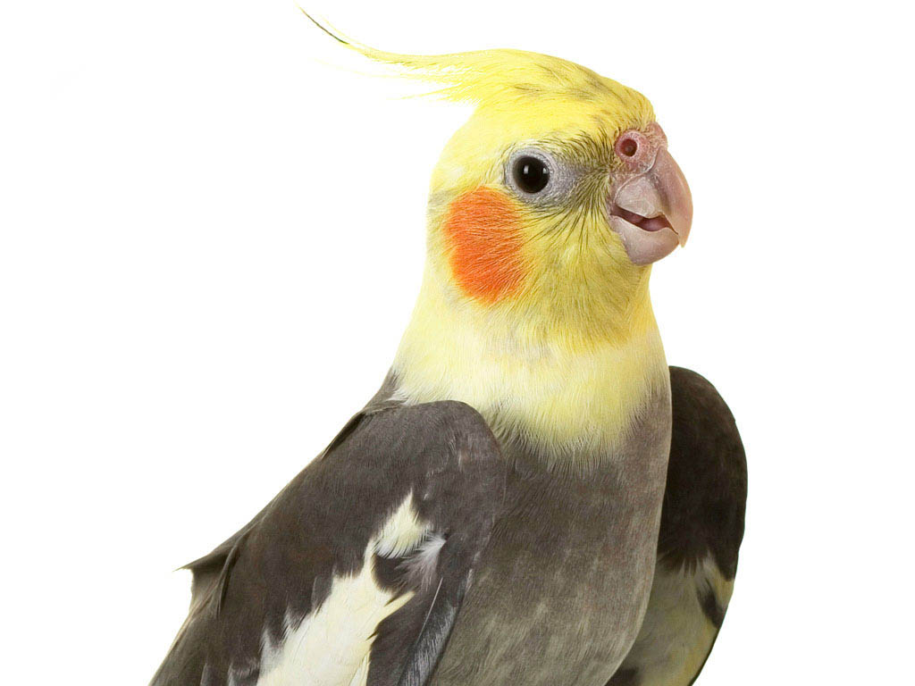 Cockatiel Bird Hd Wallpapers