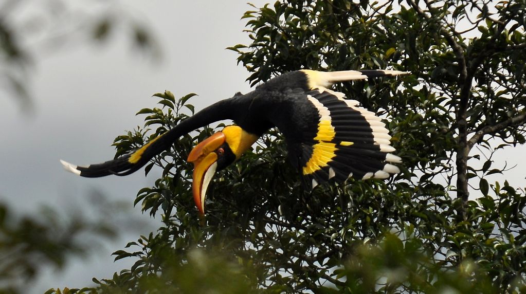 Great Indian Hornbill Birds Pictures