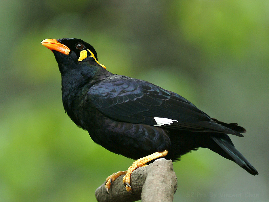 Indian Bastar Hill Myna Pictures