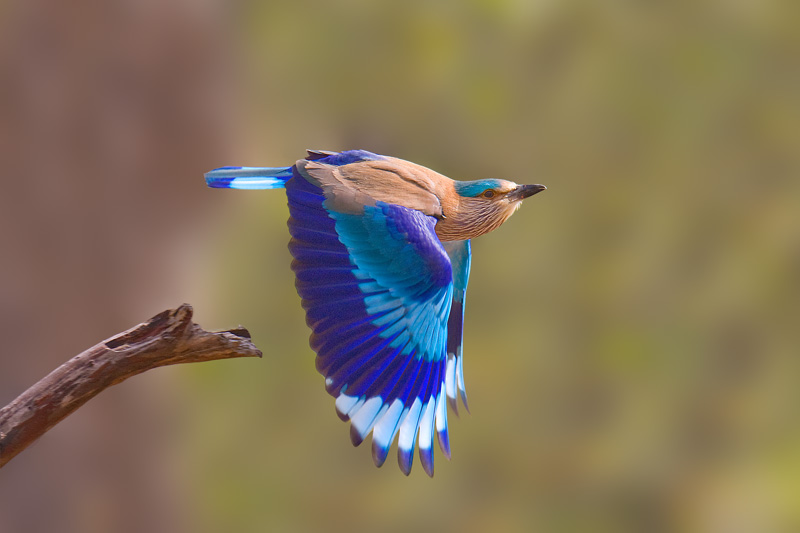 Indian Roller Flying Photos