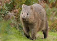 wombat pictures