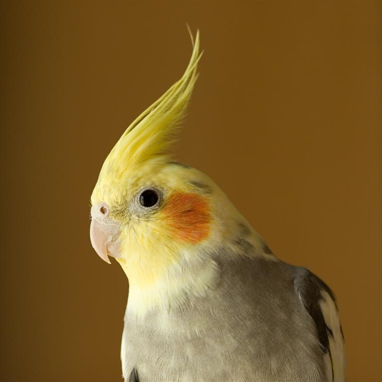 Yellow Cockatiel Bird Pictures