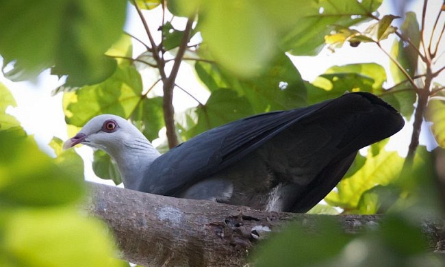 Andaman Wood Pigeon Pictures