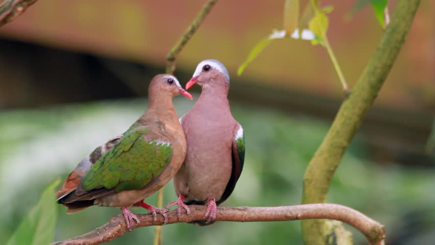 Emerald Dove Two Birds Wallpapers
