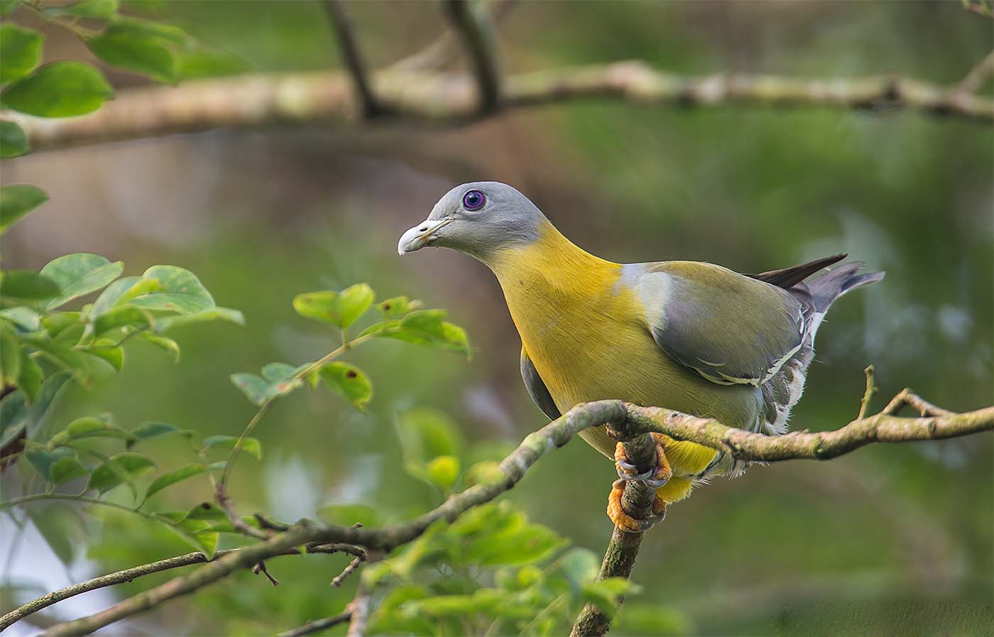 Indian Yellow Footed Green Pigeon Birds Pics