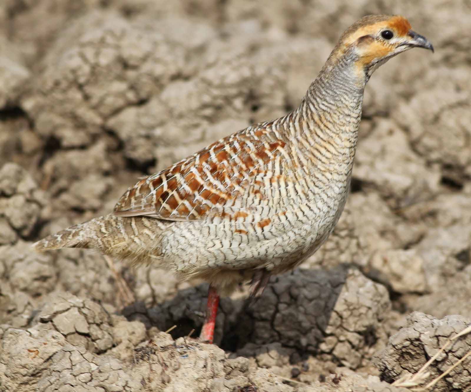 Painted Francolin Female Photos