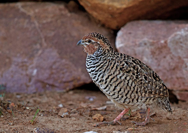 Rock Bush Quail Indian Birds Gallery
