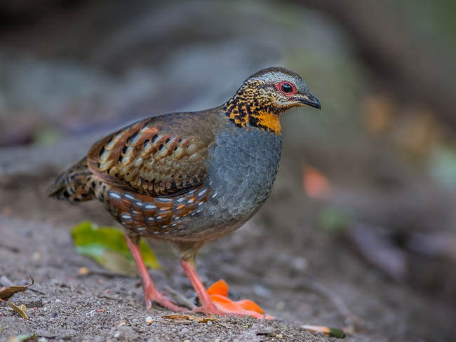 Rufous Throated Partridge Cute Pictures