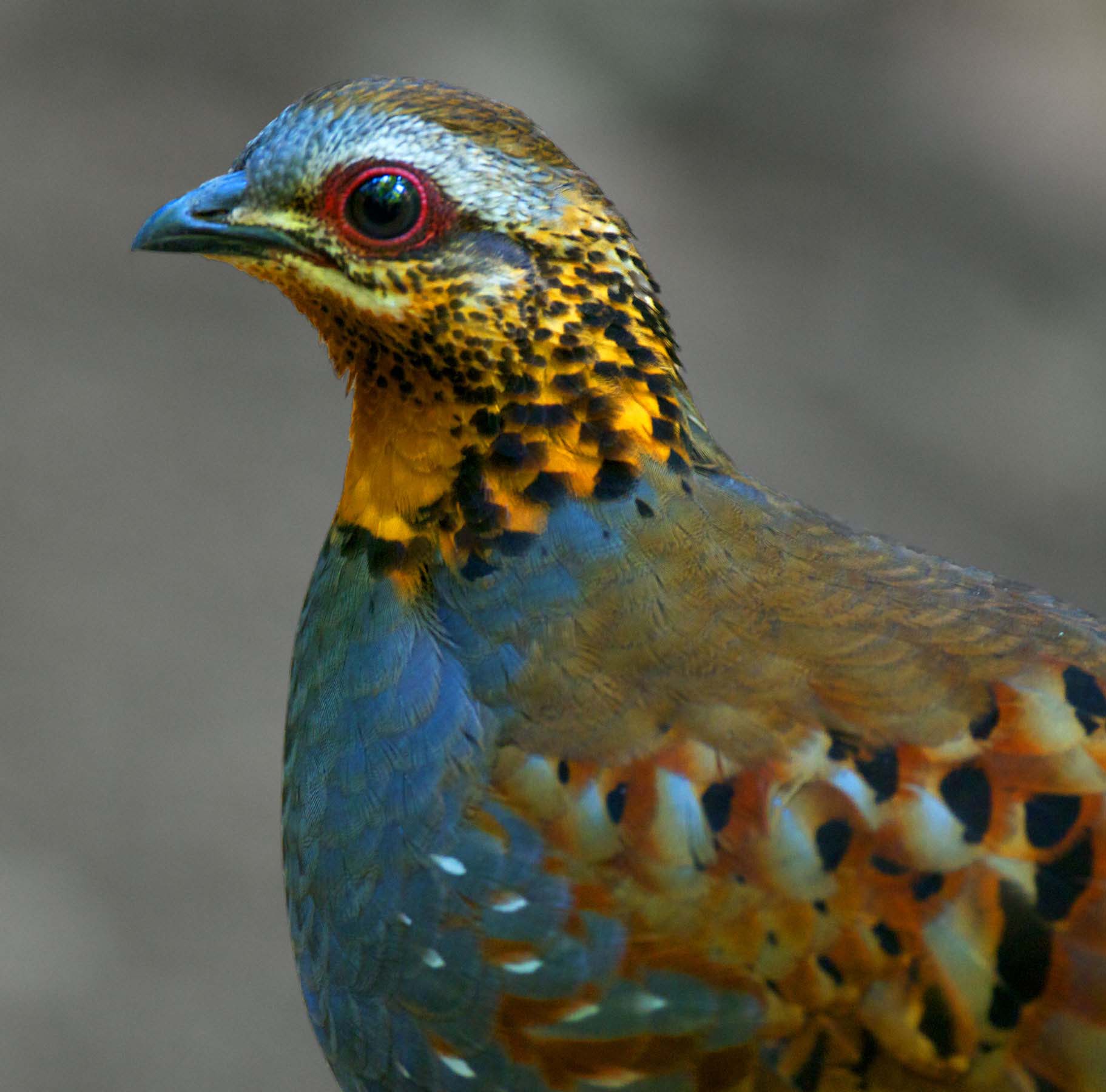 Rufous Throated Partridge Face Pictures