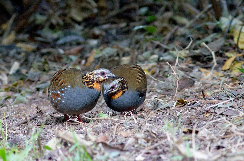Rufous Throated Partridge Male And Female Pics
