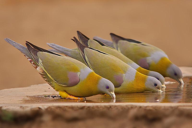 Yellow Footed Green Pigeon Drinking Water Photos