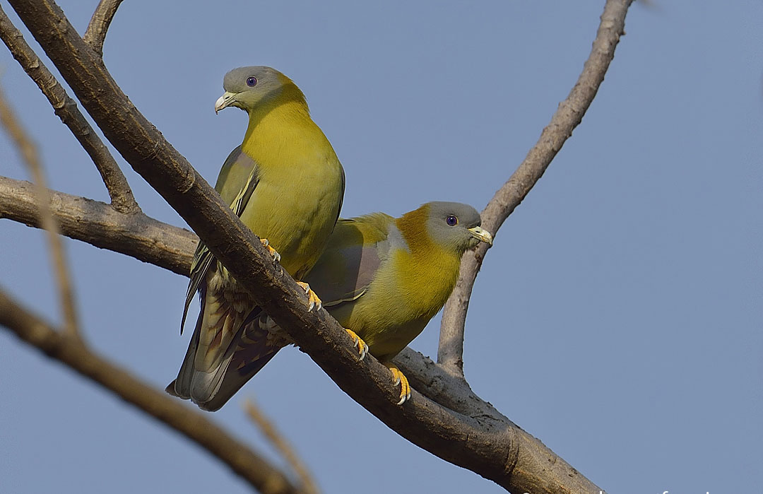 Yellow Footed Green Pigeon Family Photos