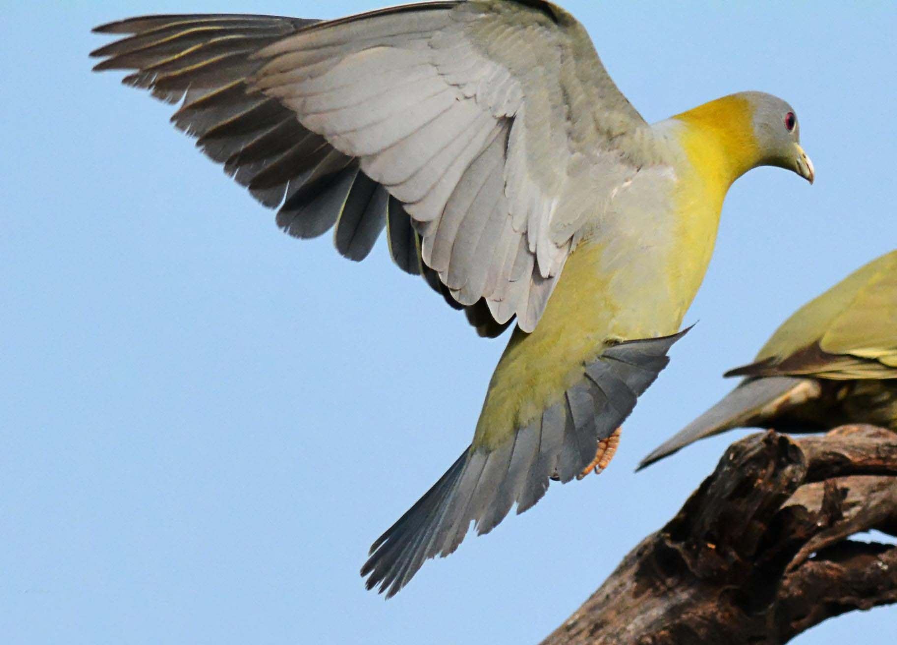 Yellow Footed Green Pigeon Flying Pictures