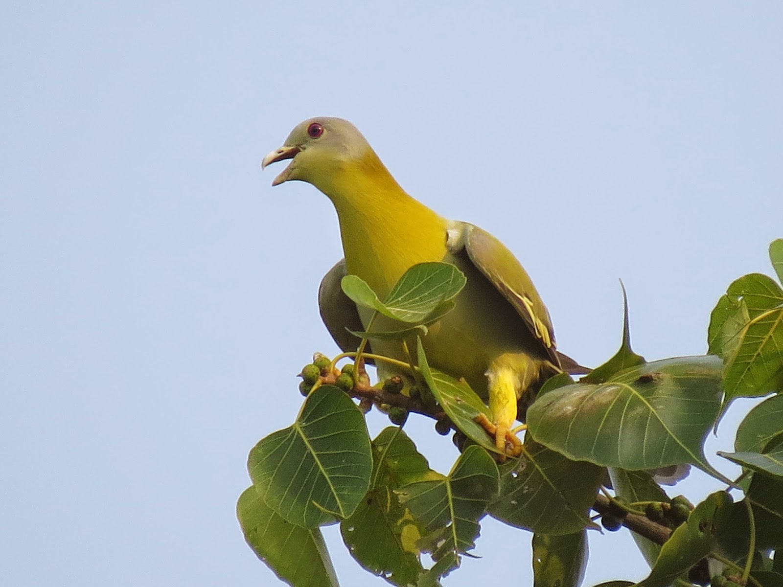 Yellow Footed Green Pigeon Indian Birds Gallery