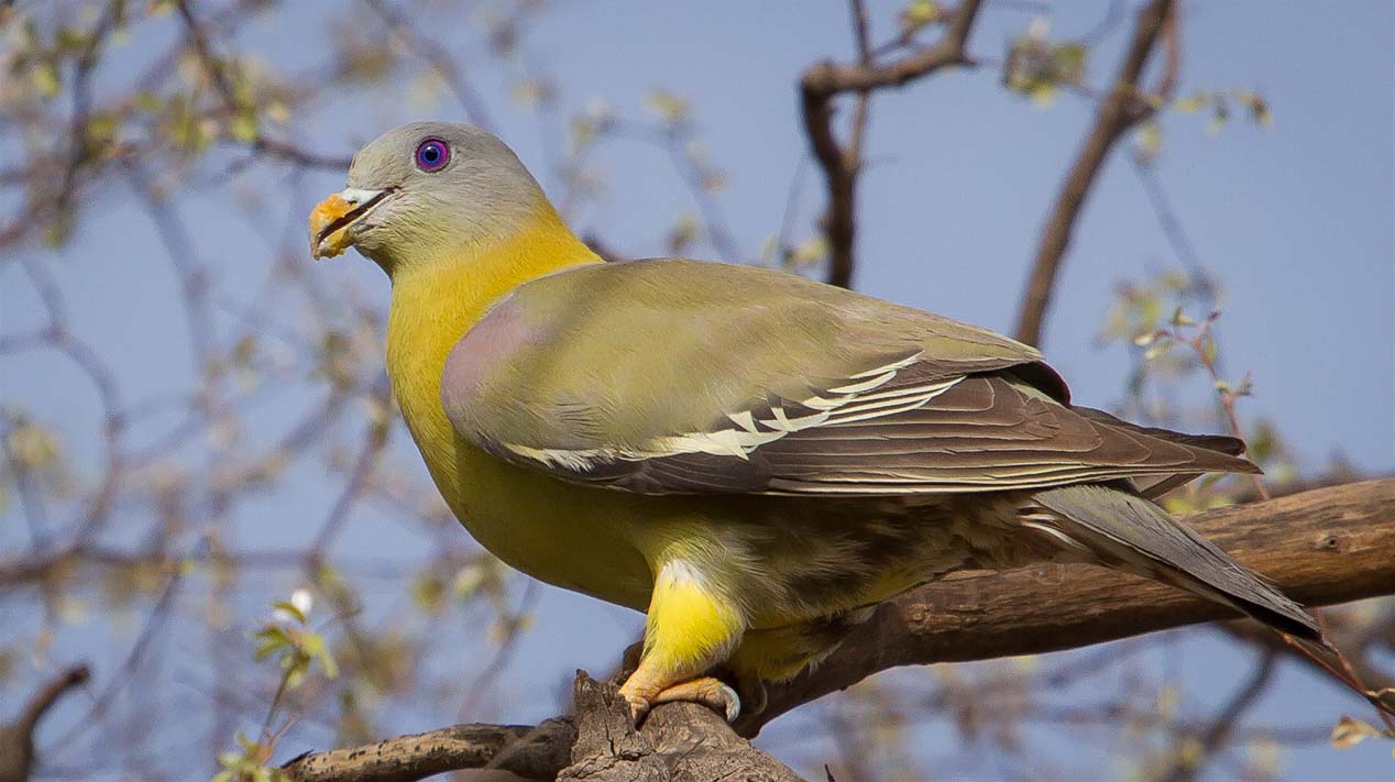 Yellow Footed Green Pigeon Pictures