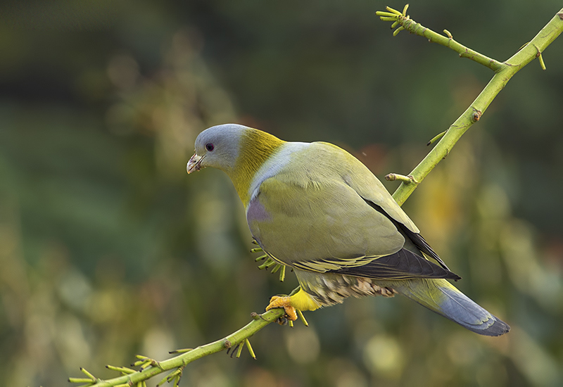 Yellow Footed Green Pigeon Wallpapers