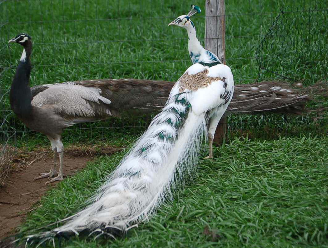 Silver Pied Peafowl Pair Photos