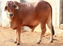 sahiwal cow pictures