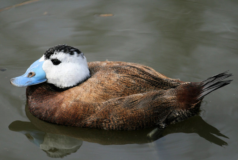 White Headed Duck Pictures