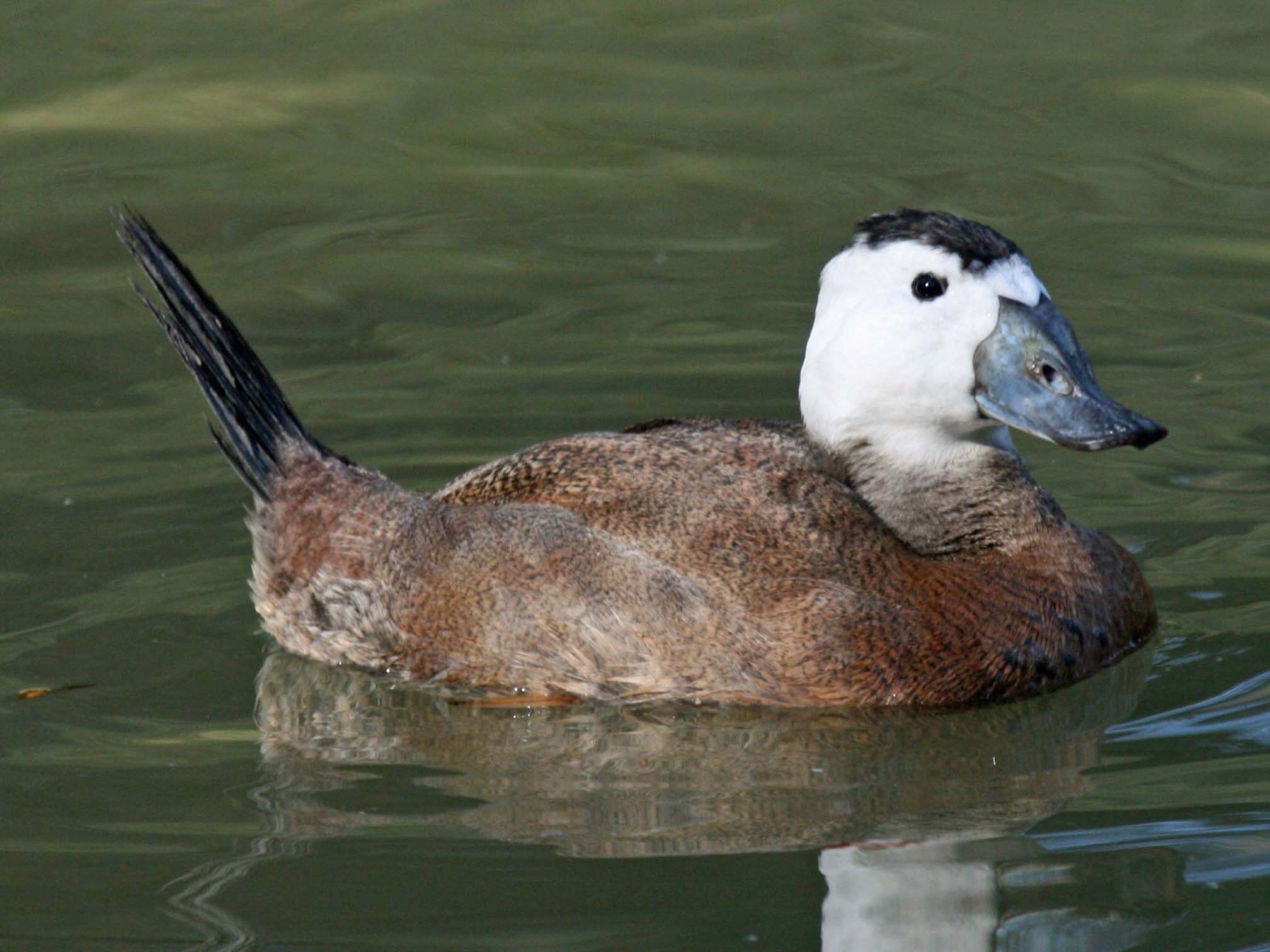 White Headed Duck Wallpapers