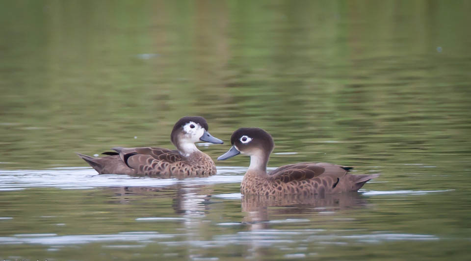 Andaman Teal Indian Duck Gallery