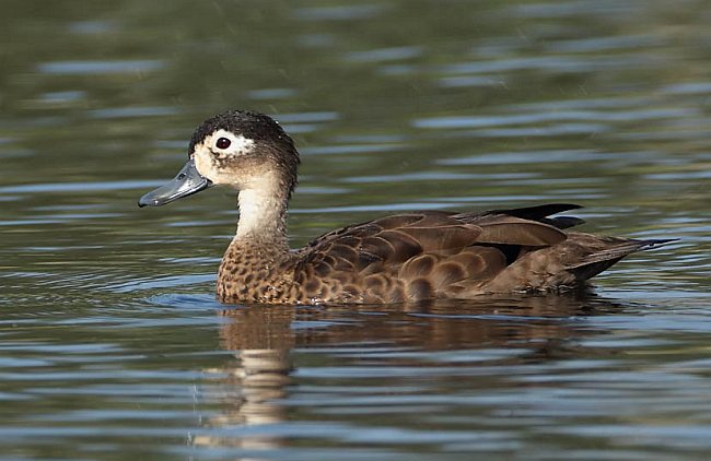 Andaman Teal Pictures