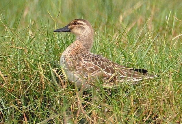 Garganey Female Pictures