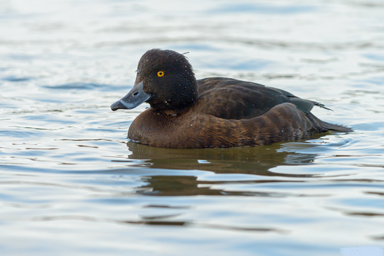 India Tufted Female Duck Gallery