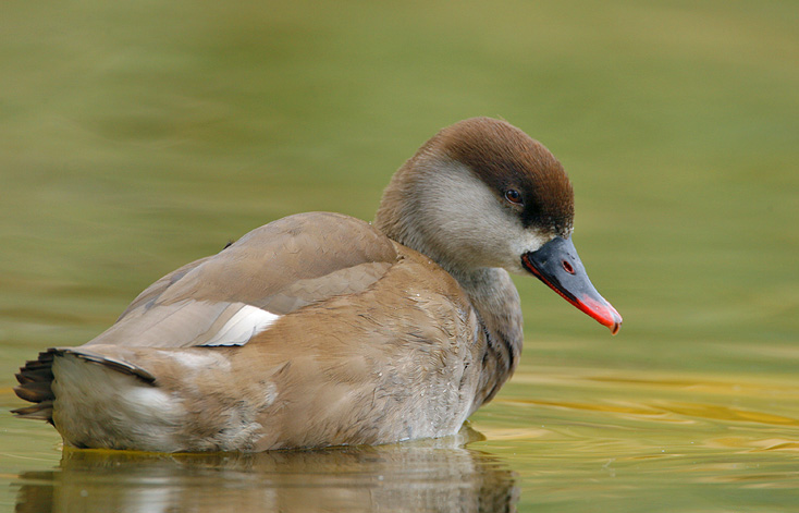 Indian Red Crested Pochard Duck Gallery