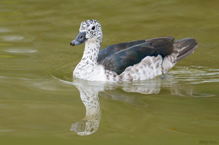 Knob Billed Duck Female Pics