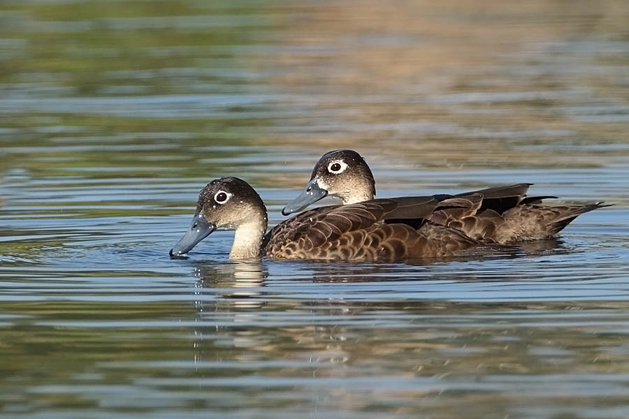 Male And Female Andaman Teal Pictures