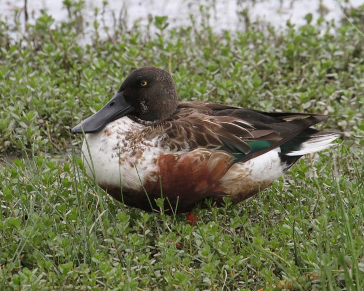 Male Northern Shoveler Pictures