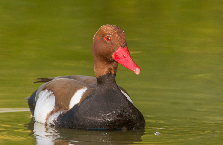 Male Red Crested Pochard Pictures